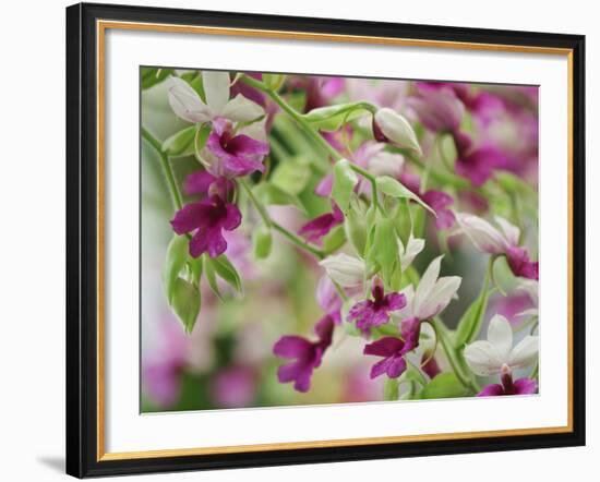 Orchid-Adam Jones-Framed Photographic Print