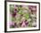 Orchid-Adam Jones-Framed Photographic Print