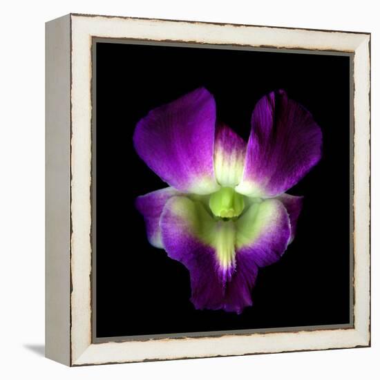 Orchid-Magda Indigo-Framed Premier Image Canvas