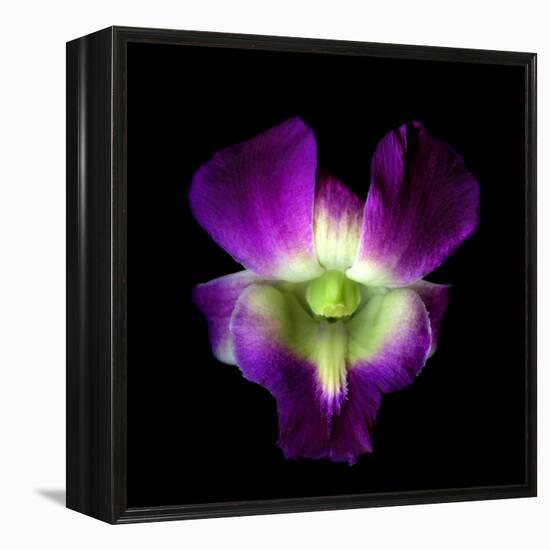 Orchid-Magda Indigo-Framed Premier Image Canvas