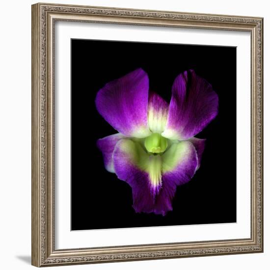 Orchid-Magda Indigo-Framed Photographic Print