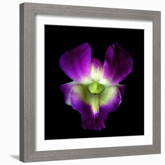 Orchid-Magda Indigo-Framed Photographic Print