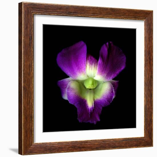 Orchid-Magda Indigo-Framed Photographic Print