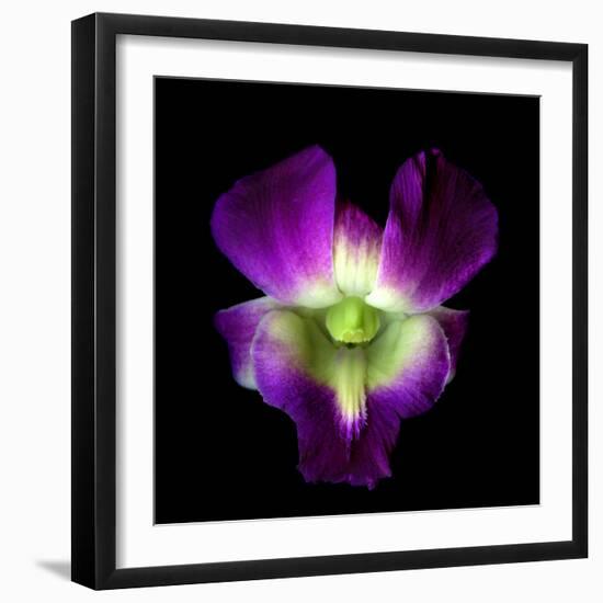 Orchid-Magda Indigo-Framed Photographic Print