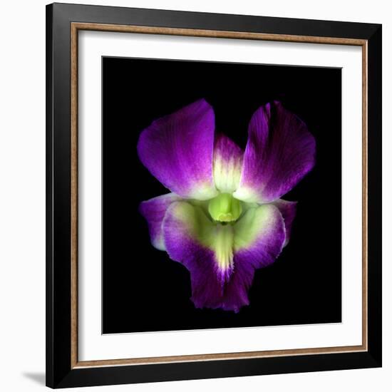 Orchid-Magda Indigo-Framed Photographic Print