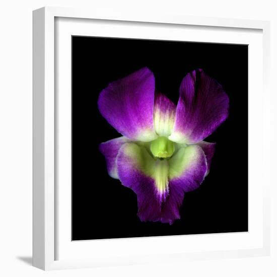 Orchid-Magda Indigo-Framed Photographic Print