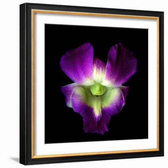 Orchid-Magda Indigo-Framed Photographic Print