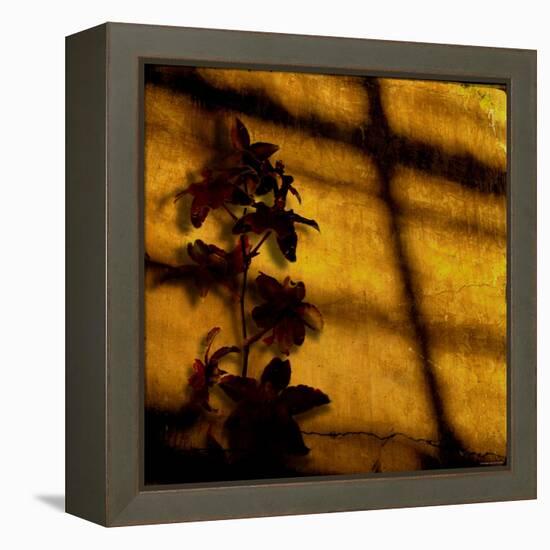 Orchid-Lydia Marano-Framed Premier Image Canvas