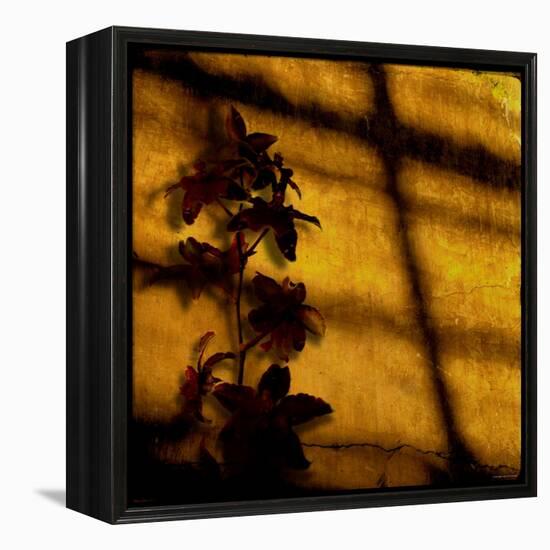 Orchid-Lydia Marano-Framed Premier Image Canvas