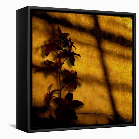 Orchid-Lydia Marano-Framed Premier Image Canvas