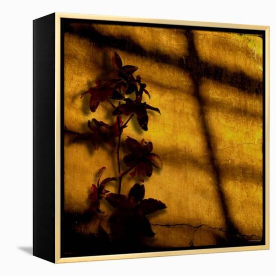 Orchid-Lydia Marano-Framed Premier Image Canvas