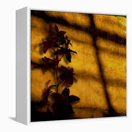 Orchid-Lydia Marano-Framed Premier Image Canvas