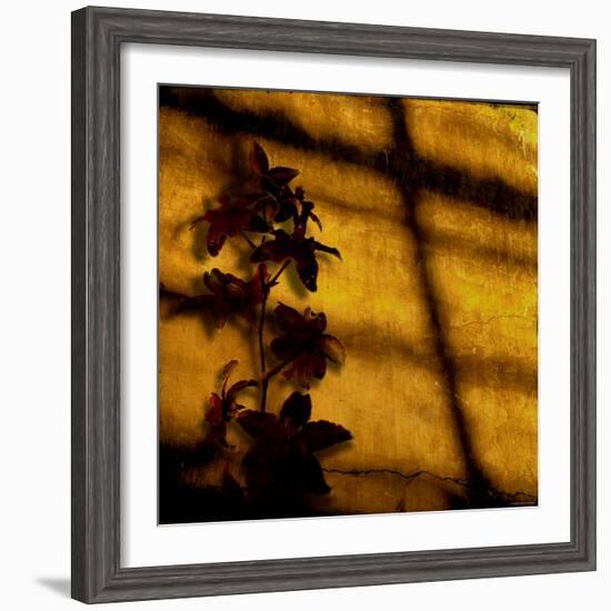 Orchid-Lydia Marano-Framed Photographic Print