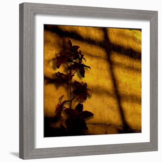 Orchid-Lydia Marano-Framed Photographic Print