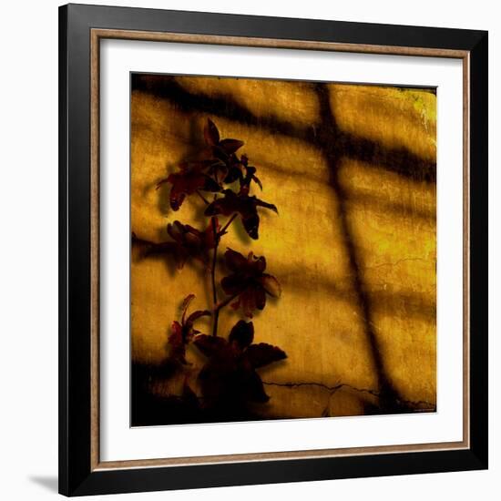 Orchid-Lydia Marano-Framed Photographic Print