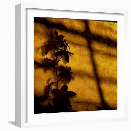 Orchid-Lydia Marano-Framed Photographic Print