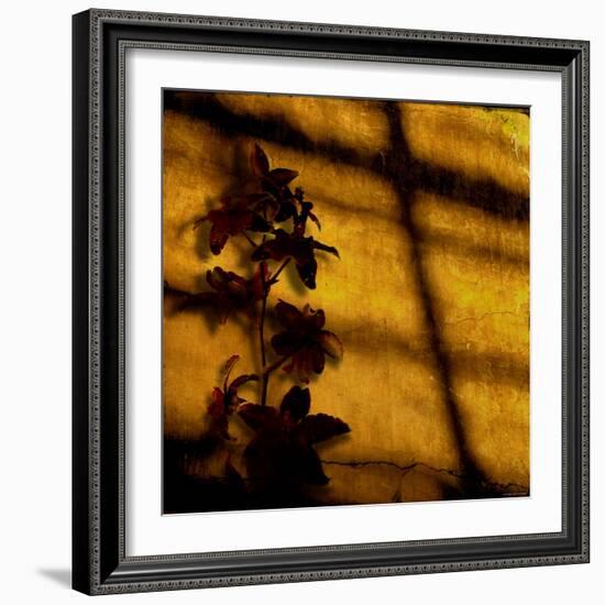 Orchid-Lydia Marano-Framed Photographic Print