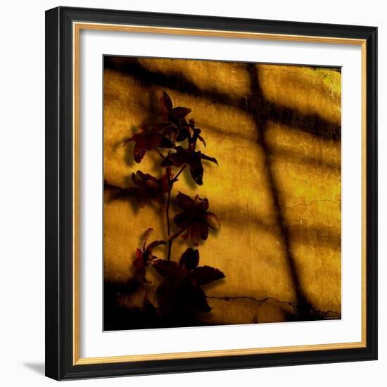 Orchid-Lydia Marano-Framed Photographic Print