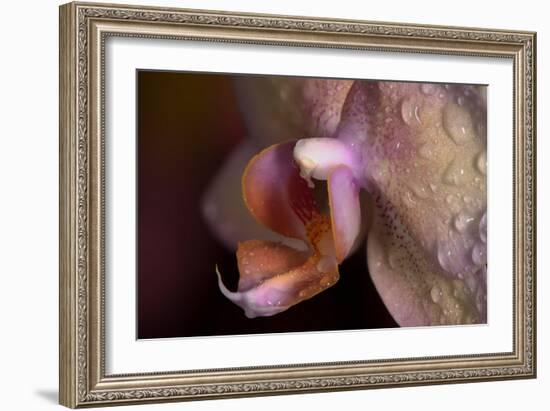 Orchid-Gordon Semmens-Framed Photographic Print