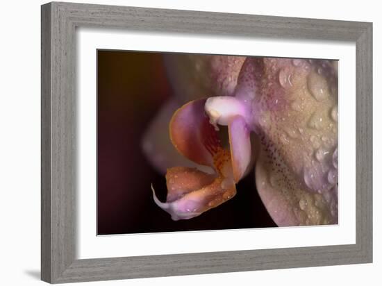 Orchid-Gordon Semmens-Framed Photographic Print