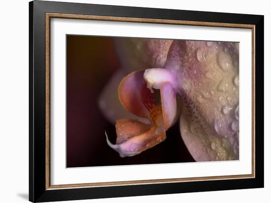 Orchid-Gordon Semmens-Framed Photographic Print