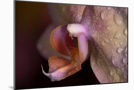 Orchid-Gordon Semmens-Mounted Photographic Print