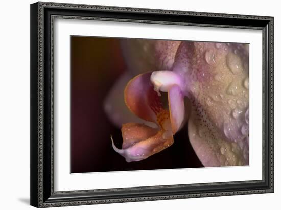 Orchid-Gordon Semmens-Framed Photographic Print