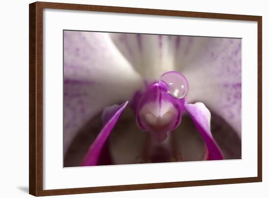 Orchid-Gordon Semmens-Framed Photographic Print