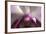 Orchid-Gordon Semmens-Framed Photographic Print