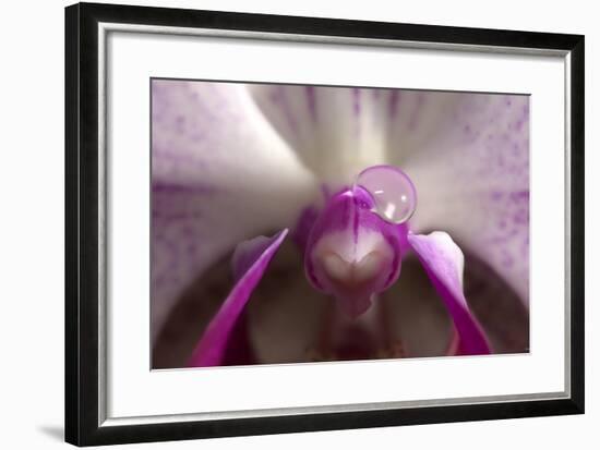 Orchid-Gordon Semmens-Framed Photographic Print