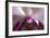 Orchid-Gordon Semmens-Framed Photographic Print