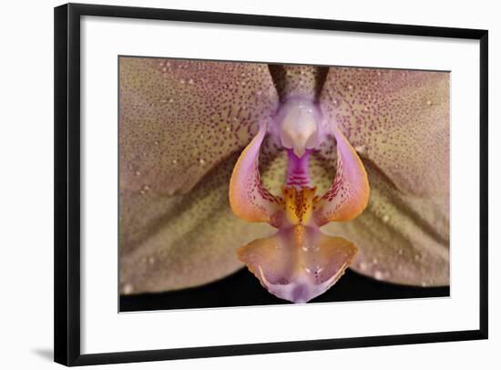 Orchid-Gordon Semmens-Framed Photographic Print