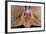 Orchid-Gordon Semmens-Framed Photographic Print