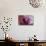 Orchid-Gordon Semmens-Photographic Print displayed on a wall