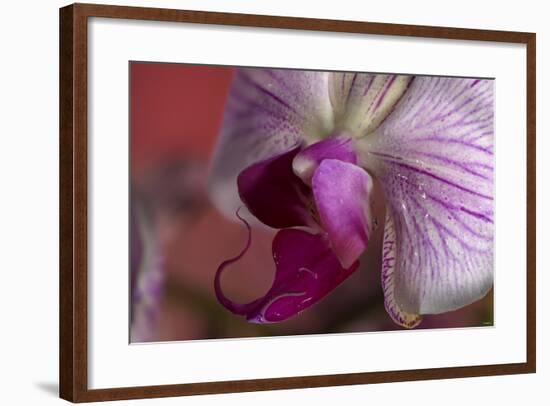 Orchid-Gordon Semmens-Framed Photographic Print