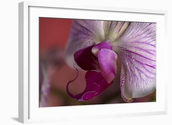 Orchid-Gordon Semmens-Framed Photographic Print