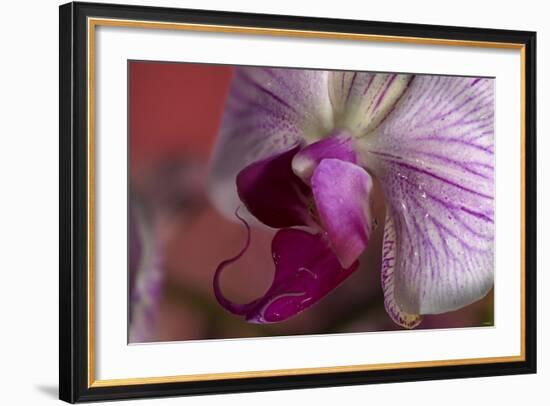 Orchid-Gordon Semmens-Framed Photographic Print