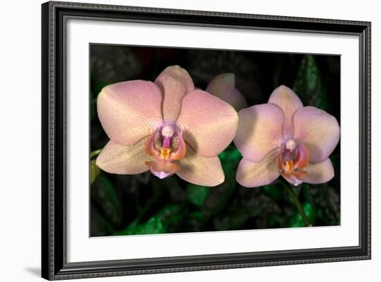 Orchid-Gordon Semmens-Framed Photographic Print