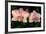 Orchid-Gordon Semmens-Framed Photographic Print