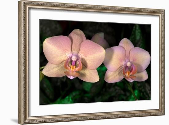 Orchid-Gordon Semmens-Framed Photographic Print