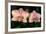 Orchid-Gordon Semmens-Framed Photographic Print