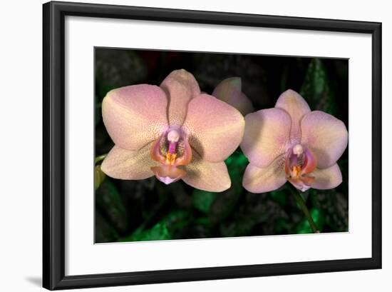 Orchid-Gordon Semmens-Framed Photographic Print