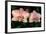 Orchid-Gordon Semmens-Framed Photographic Print