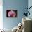 Orchid-Gordon Semmens-Mounted Photographic Print displayed on a wall