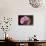 Orchid-Gordon Semmens-Mounted Photographic Print displayed on a wall