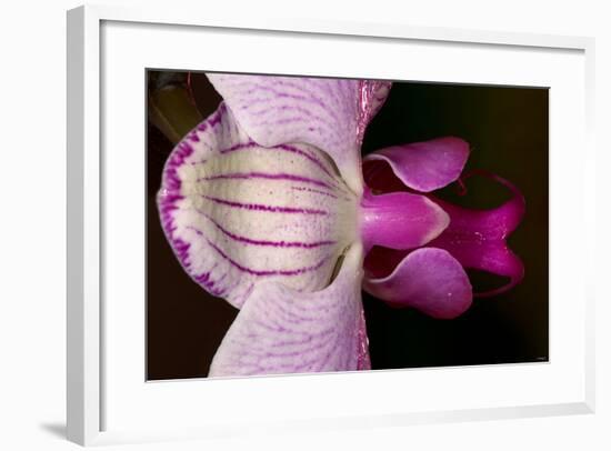 Orchid-Gordon Semmens-Framed Photographic Print