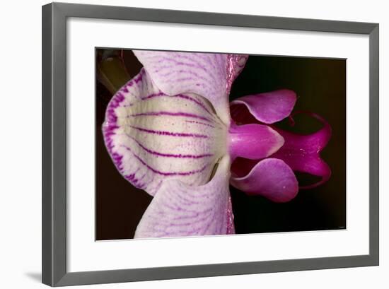 Orchid-Gordon Semmens-Framed Photographic Print