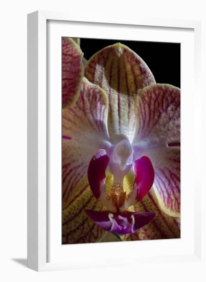 Orchid-Charles Bowman-Framed Photographic Print