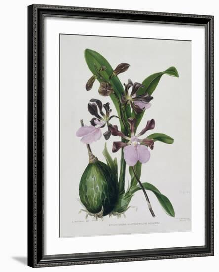 Orchid-Samuel Holden-Framed Giclee Print