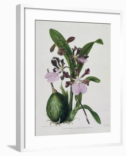 Orchid-Samuel Holden-Framed Giclee Print